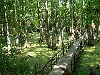 Cypress Swamp