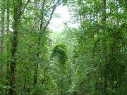On the Trace