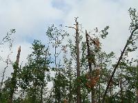 Tornado Damage