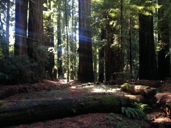 The Redwoods